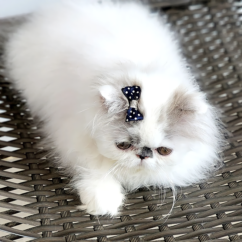 blue and white patched persiankittens for sale