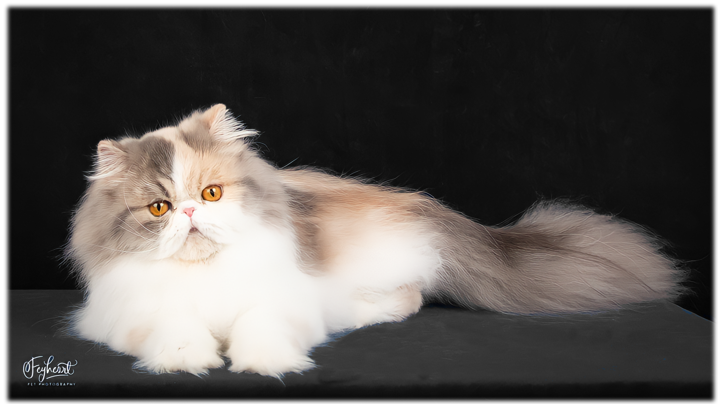 chocolate blue golden bicolor persian kittens for sale