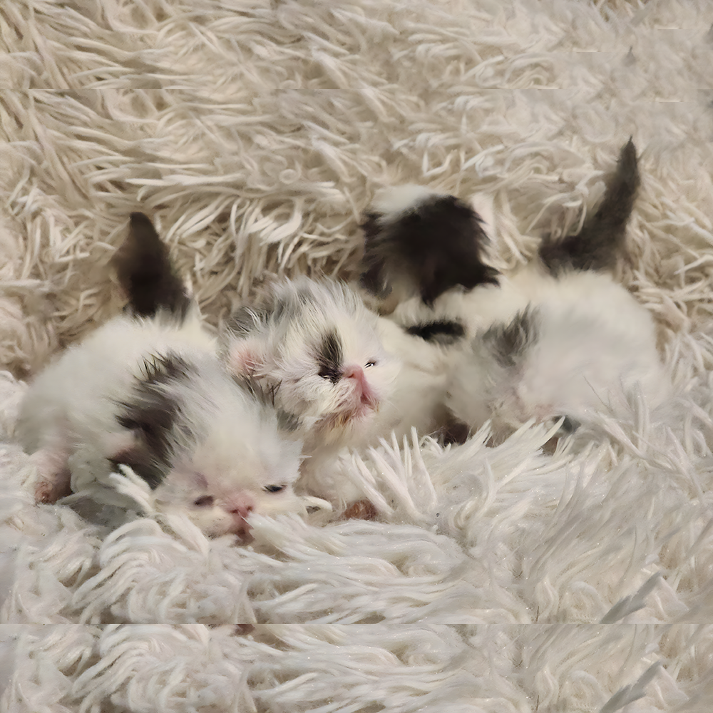 You are currently viewing Nikki X GC Tytanium Litter