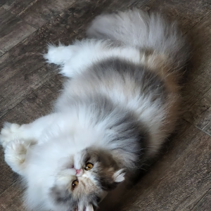 beautiful silver tabby and white patched persian cat