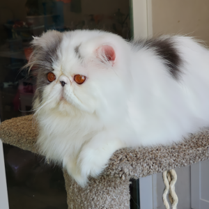 bicolor blue and white persians