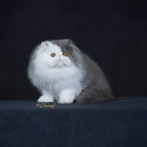 bicolor blue persians for sale that are also cfa registered pedigree and purebred persian cats