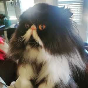 bicolor persian cats for sale