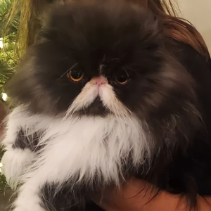 black and white persian cats for sale