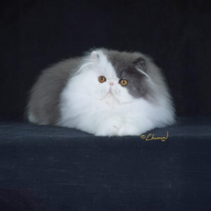 blue bicolor persian kittens for sle in california. cfa registered and beautiful.
