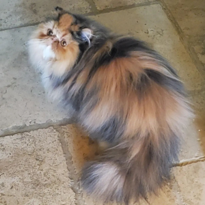 blue calico persians for sale