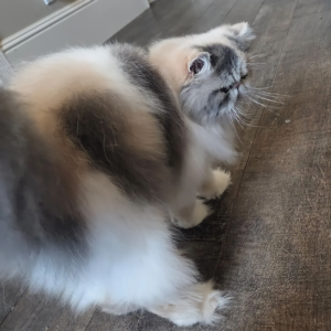 blue patched persian kittens for sale