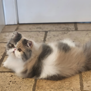 blue patched tabby and white persians
