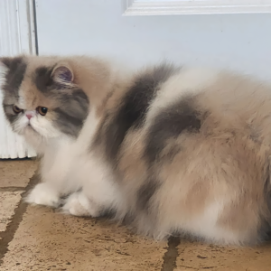 blue patched tabby kittens for sale near me