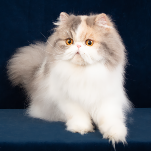 blue patched tabby persian kitten
