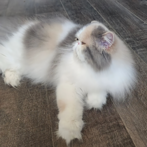 blue patched tabby persian kittens for sale
