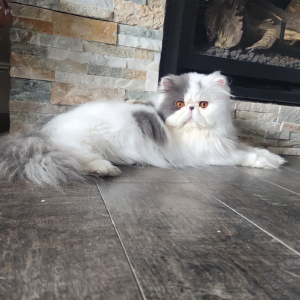 blue persian catteries near me