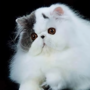 blue show quality persian kittens