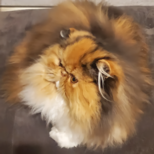 calico tabby persian kittens for sale
