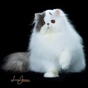 cfa registered persian cats