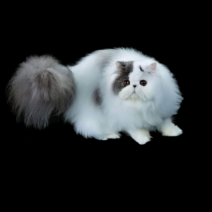 cfa registered persian kittens for sale