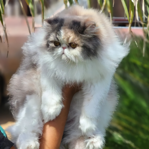 cfa registered persians for sale