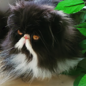 long haired persian cats for sale