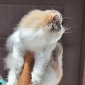 rare color persian cattery near me
