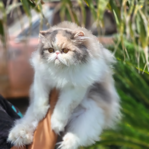 rare color persian kittens for sale