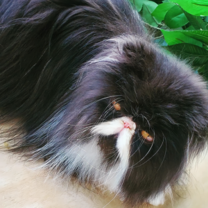 show quality purebred persian cats for sale