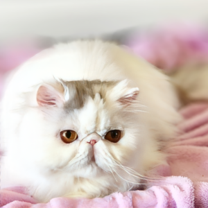 silver tabby persian kitten for sale