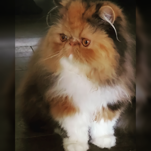 soledad calico persian kittens for sale persiankittens