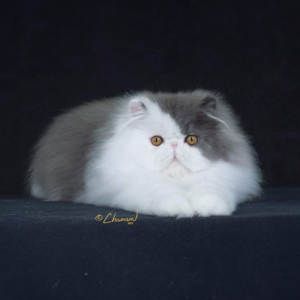 white and blue persian kittens for sale, champion bloodlines cfa registered