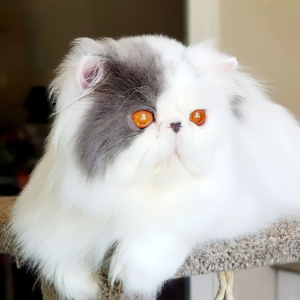 white and blue persians for sale