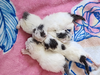 blue and white persian kittens for sale