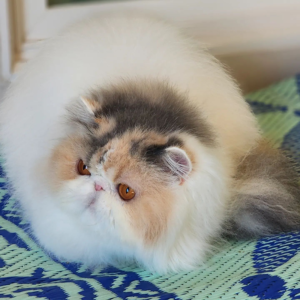 blue calico persian kittens for sale near me