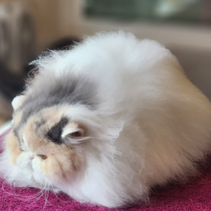 dilute calico blue persian kittens for sale near me