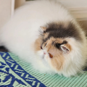 dilute calico persian kittens for sale near me