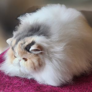 dilute persian kittens for sale