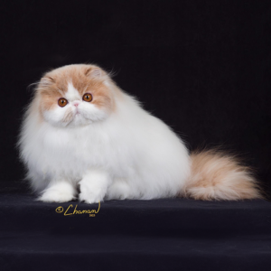 show quality purebred persian cats for sale