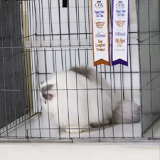 persian silver tabby kittens for sale near me nevada