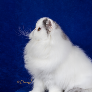 flat nose persian kittens for sale near me california