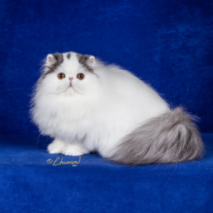 persian cats for sale near me pnw